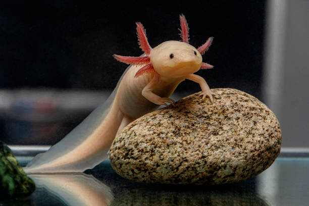 Adorable Axolotl Names Based on Size and Shape