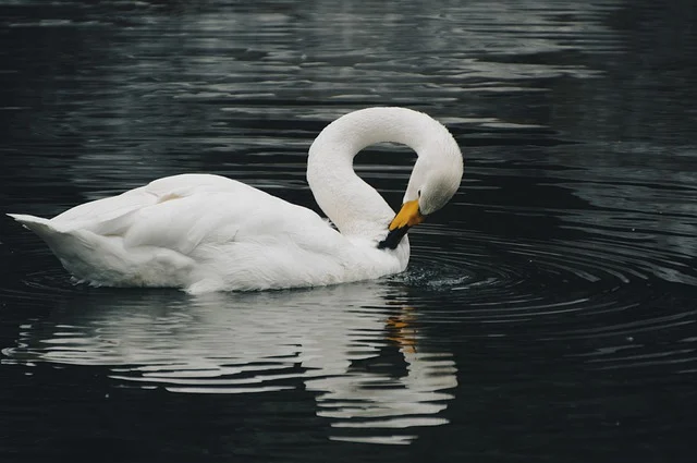 Adventure-Inspired Swan Names