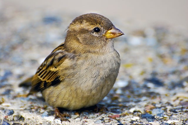 Adventurous Sparrow Names