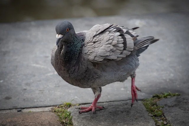 Avian-Inspired Pigeon Names