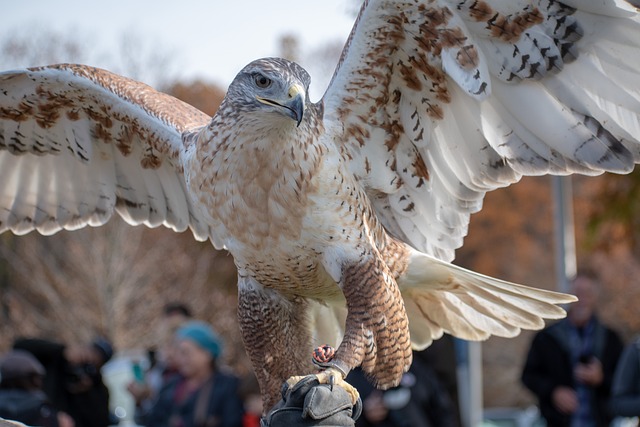 Bold and Brave Hawk Names