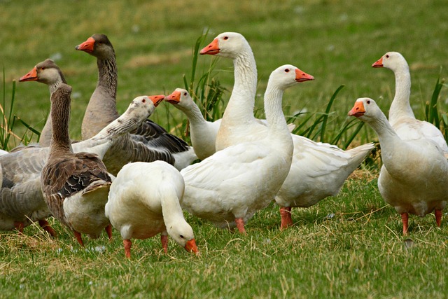 Celebrity-Inspired Goose Names