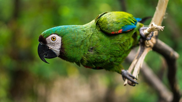 Celebrity-Inspired Parrot Names