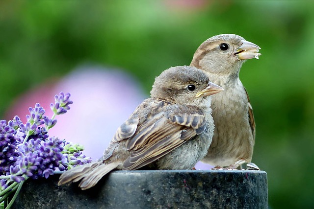 Celebrity-Inspired Sparrow Names