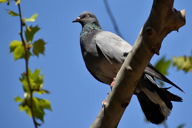 Charming and Cute Pigeon Names