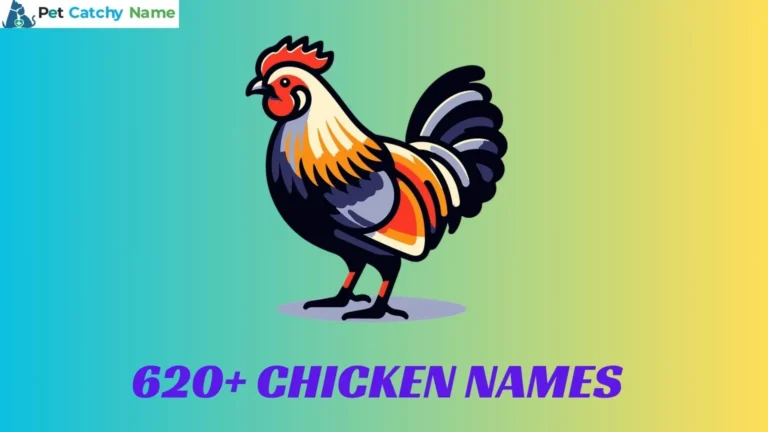 Chicken Names