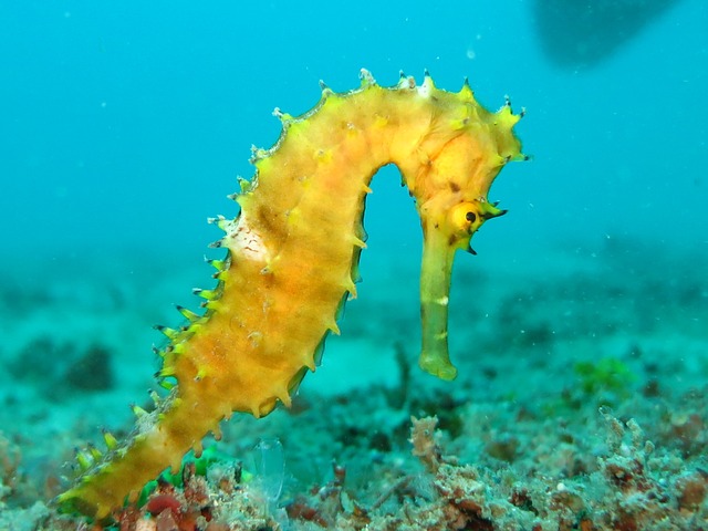 Color-Based Seahorse Names