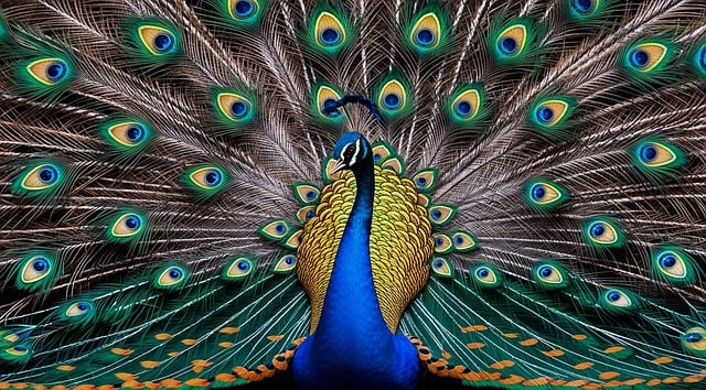 Color-Inspired Peacock Names