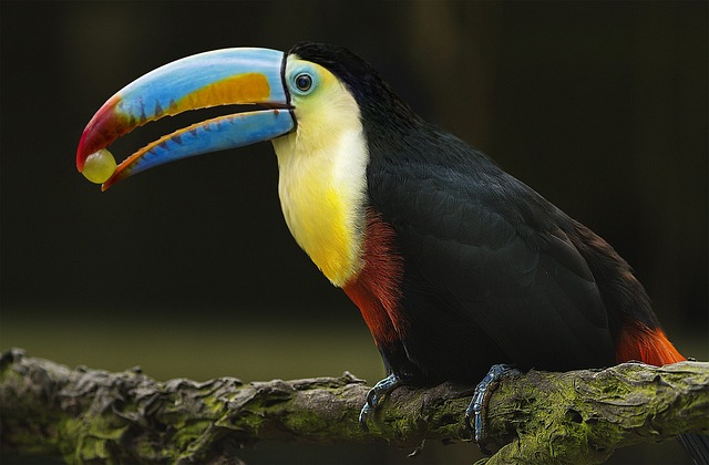 Colorful and Quirky Toucan Names