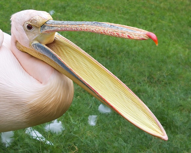 Cool and Trendy Pelican Names