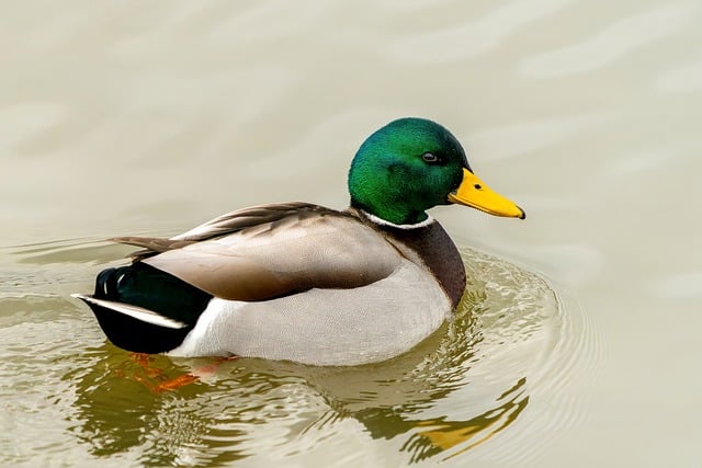 Disney-Inspired Duck Names