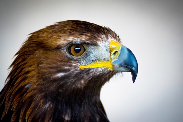 Elegant Hawk Names