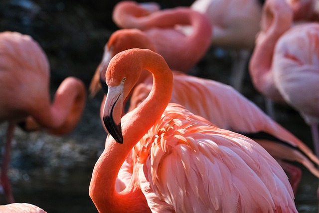 Elegant and Classy Flamingo Names