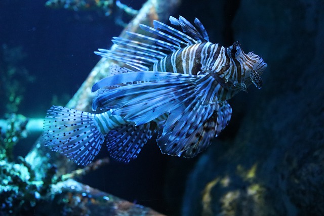 Elegant and Exotic Blue Fish Names