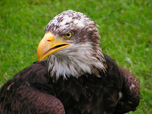 Elegant and Graceful Eagle Names