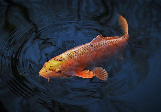 Elegant and Graceful Red Fish Names