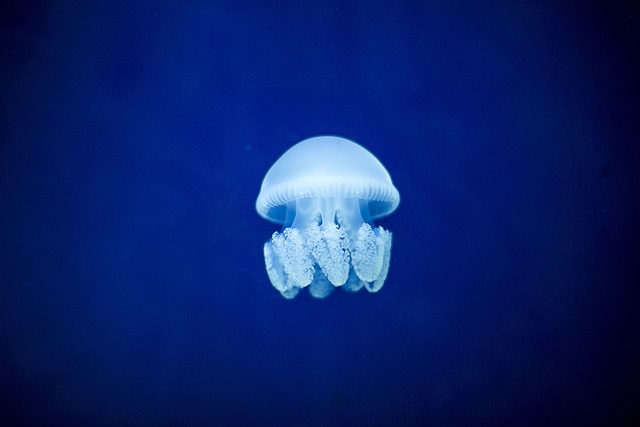 Elegant and Refined Jellyfish Names