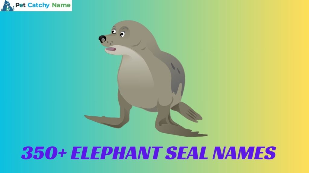 Elephant Seal Names