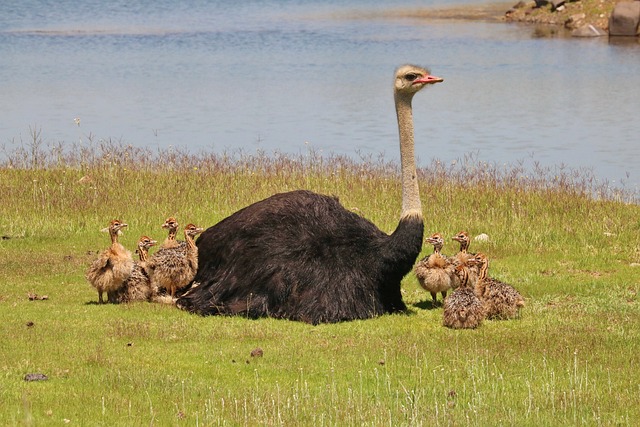 Exotic Ostrich Names