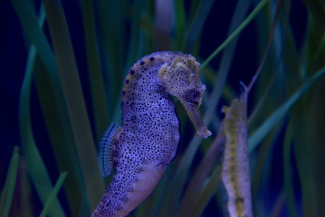 Extended List of Creative Seahorse Names