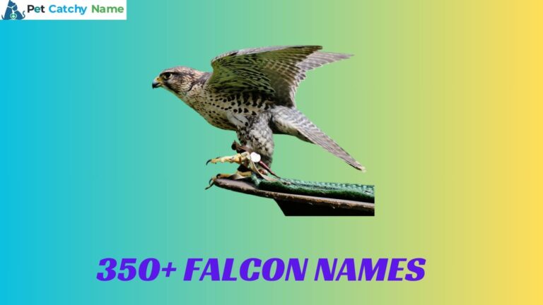 Falcon Names