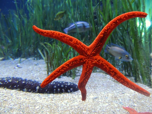 Famous Starfish Names