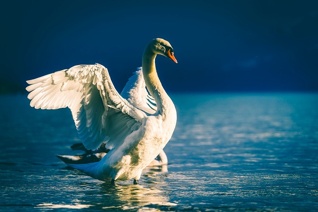 Famous Swan Names from History and Literature