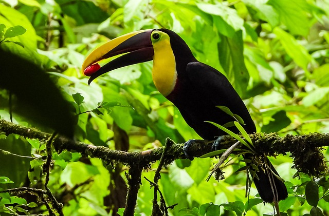 Famous and Historical Figure-Inspired Toucan Names