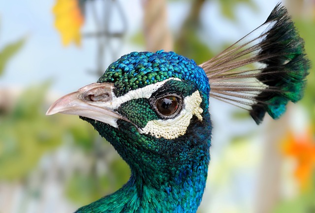 Female Peacock Name Graceful and Elegant