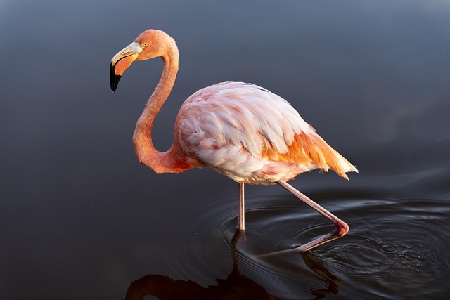 Flamingo Names Inspired by Travel and Exotic Places