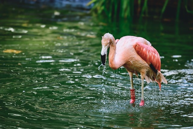 Flamingo Names for Pairs or Groups