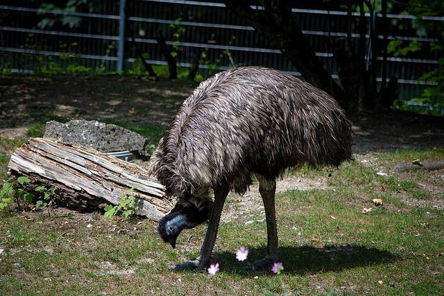 Food-Inspired Emu Names