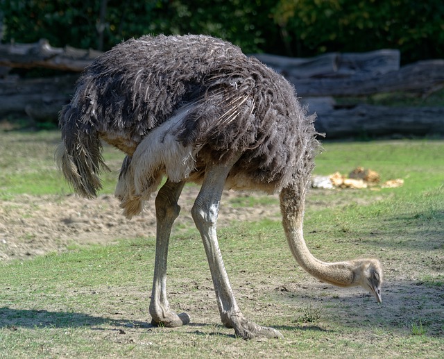 Food-Inspired Ostrich Names