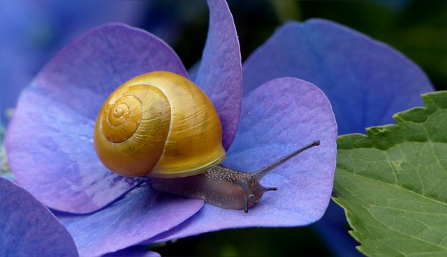 Food-Inspired Snail Names