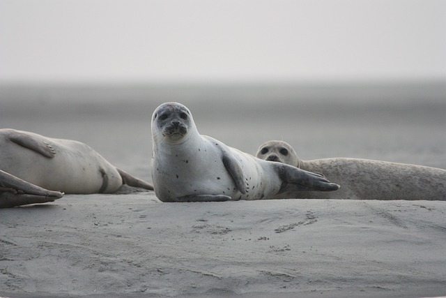 Full List of 357 Elephant Seal Names