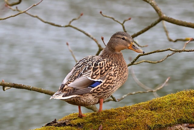 Fun and Playful Duck Names