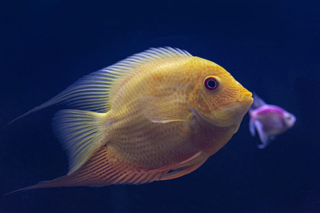 Fun and Playful Yellow Fish Names