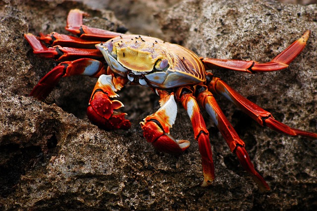 Funny Crab Names