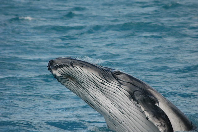 Funny Whale Names