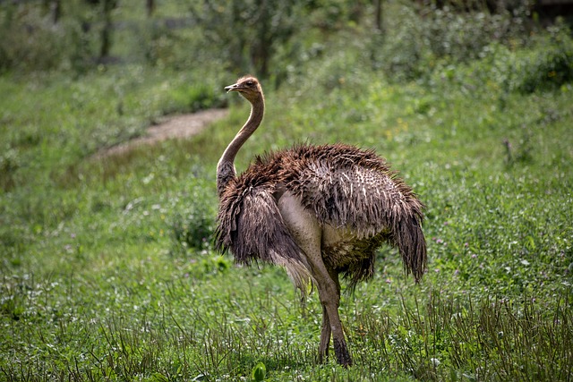 Gender-Specific Ostrich Names