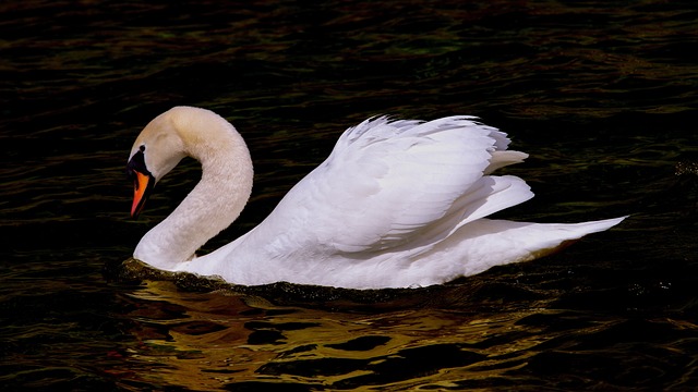 Graceful Swan Names