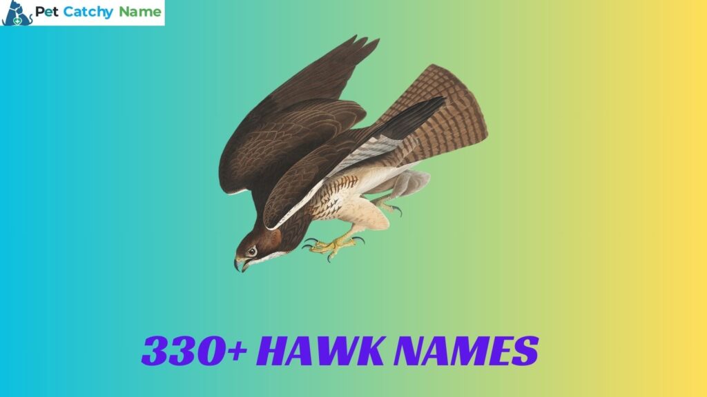 Hawk Names