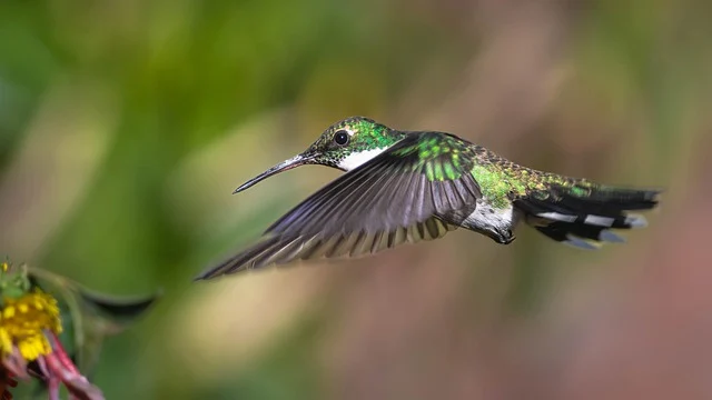 Hummingbirds Names Inspired by Nature