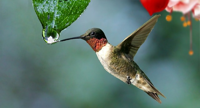 Hummingbirds Names Inspired by Sounds