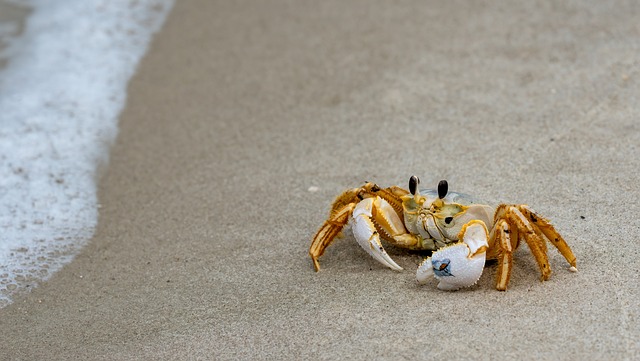 Luxury-Inspired Crab Names