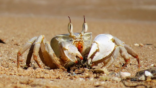 Male Hermit Crab Names