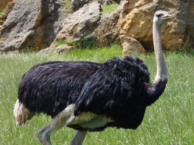 Miscellaneous Ostrich Names