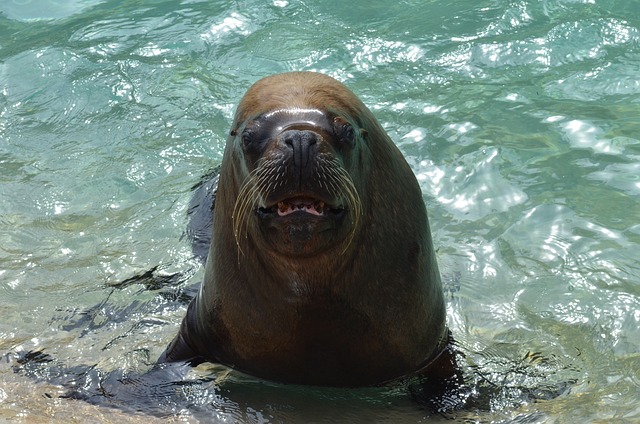 Modern and Trendy Walrus Names