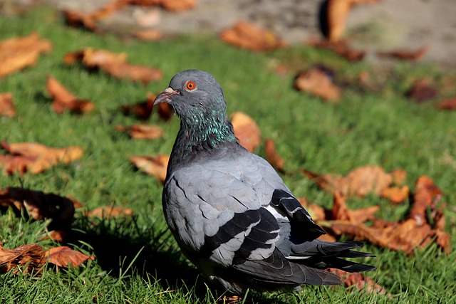 Music Genre-Inspired Pigeon Names