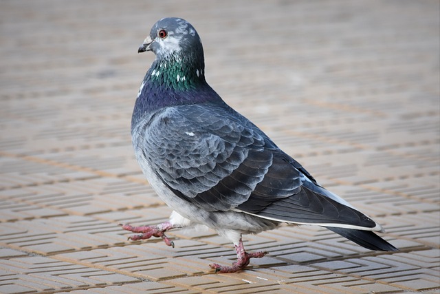 Musical Pigeon Names